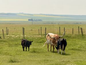 Bruce the long horn and his gals