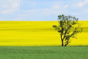 strathmore fields
