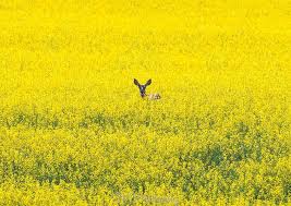 deer in the canola