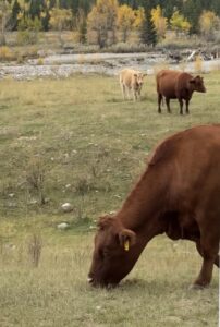 Foothills wildlife
