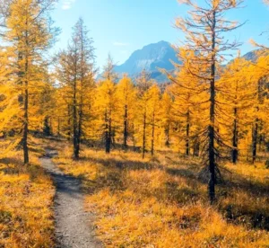 golden larch