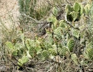 prairie cactus
