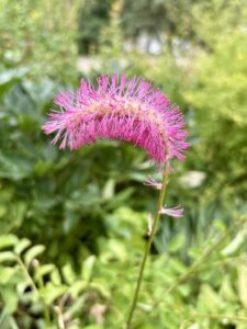 RR Garden flora
