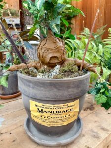 mandrake